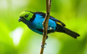 Paradise Tanager