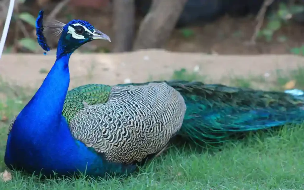 A peacock is sitting on the grass