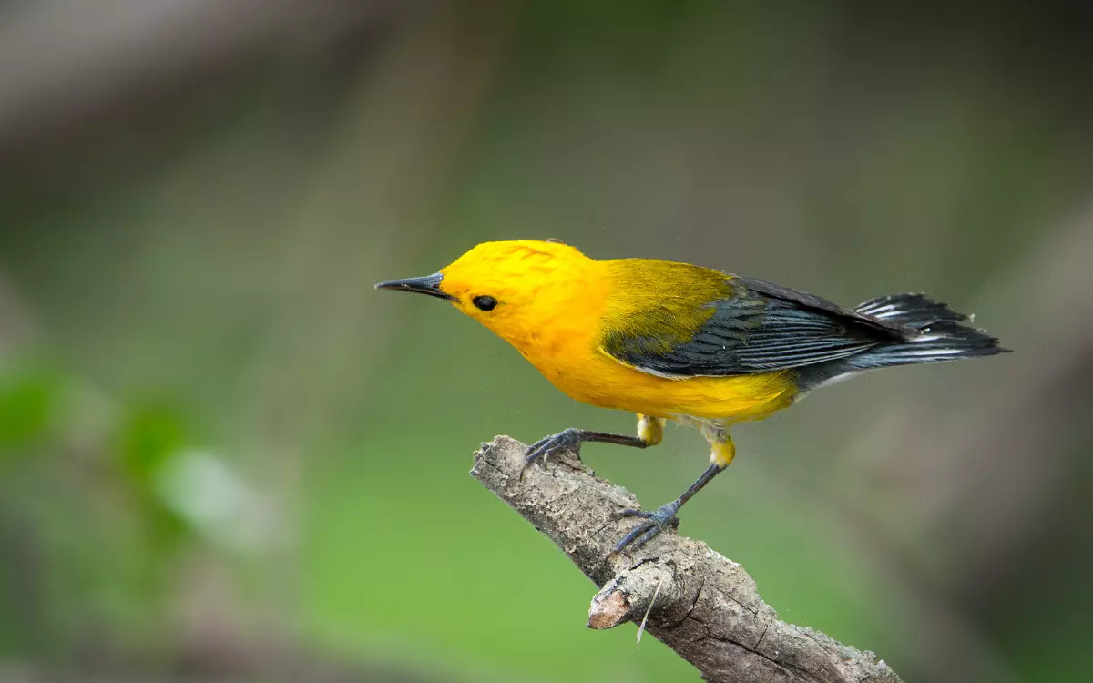 Prothonotary Warbler