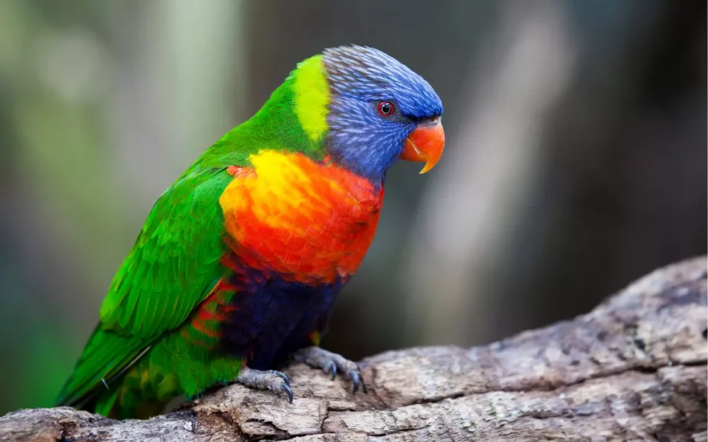 15 Most Colorful Parrot Species In The World Birdserenity 15 Most Colorful Parrot Species In The World Birdserenity