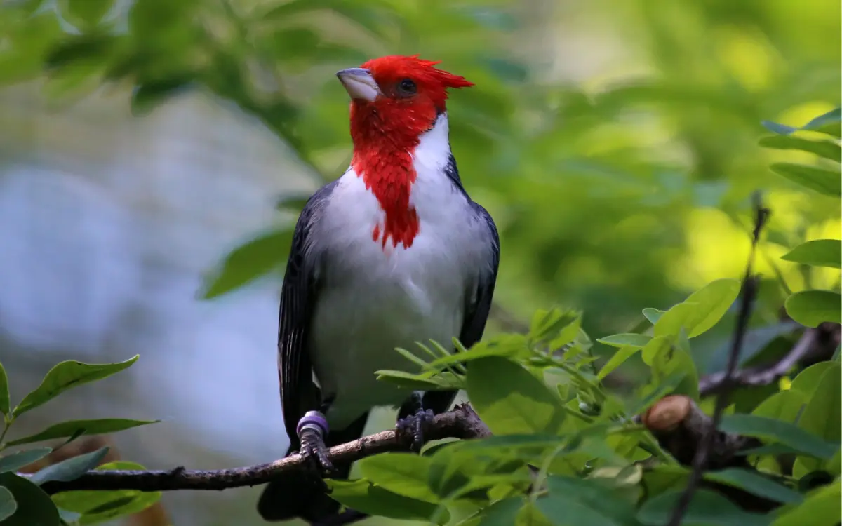 Red-crested-Cardinal