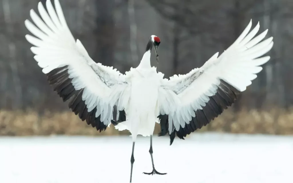 Red-crowned-Crane