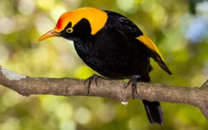 Regent-Bowerbird