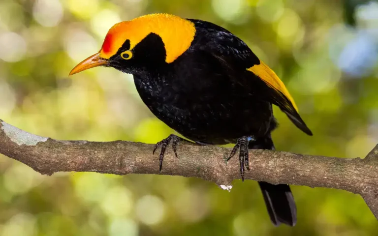 15 Yellow and Black Birds: A complete Guide