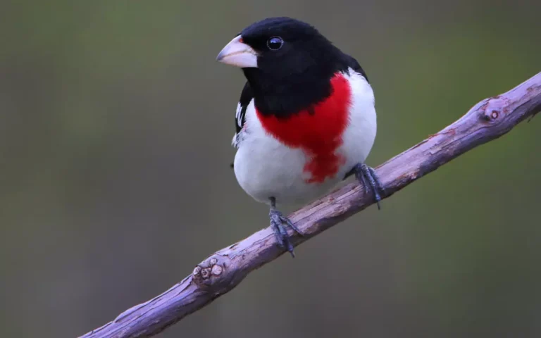 Rose-breasted Grosbeak