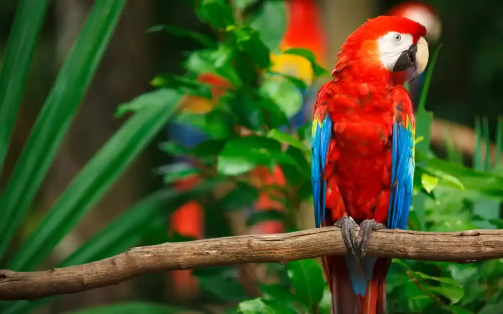 Scarlet-Macaw