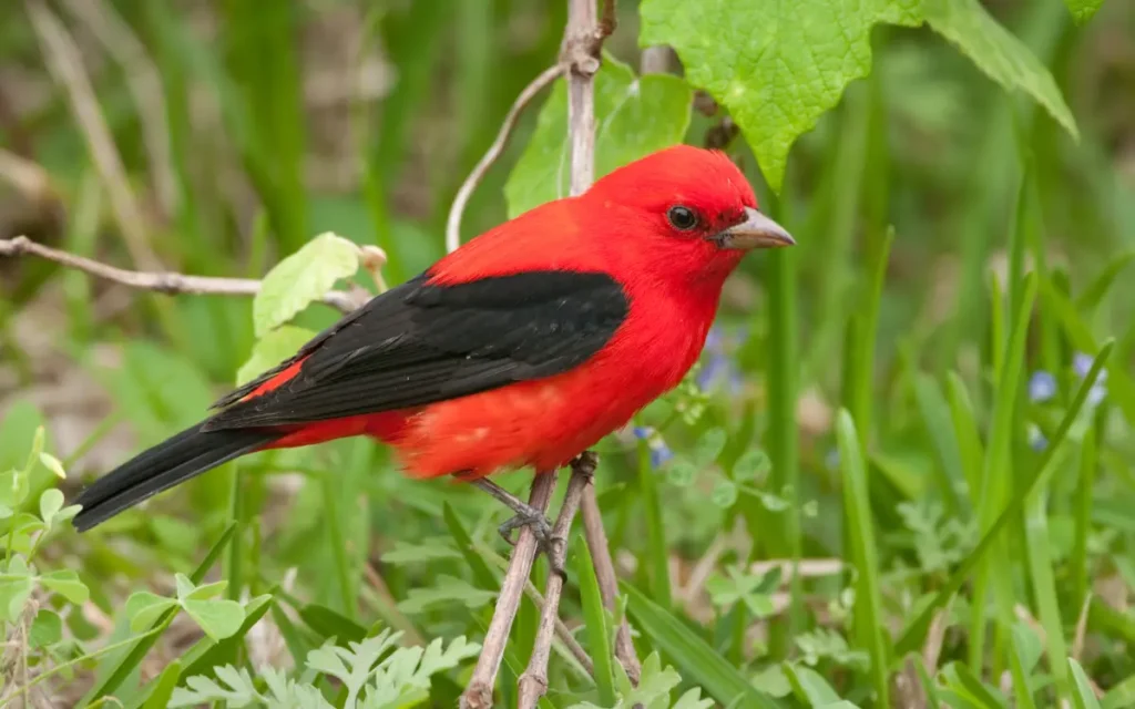 Scarlet-Tanager look