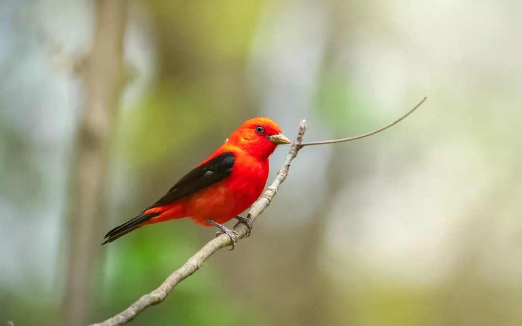 Scarlet-Tanager red bird