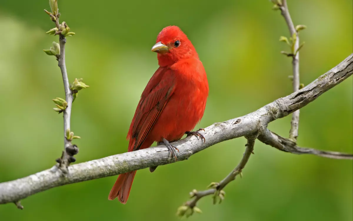 Summer-Tanager-tree