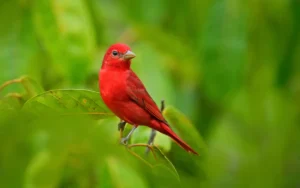Summer Tanager
