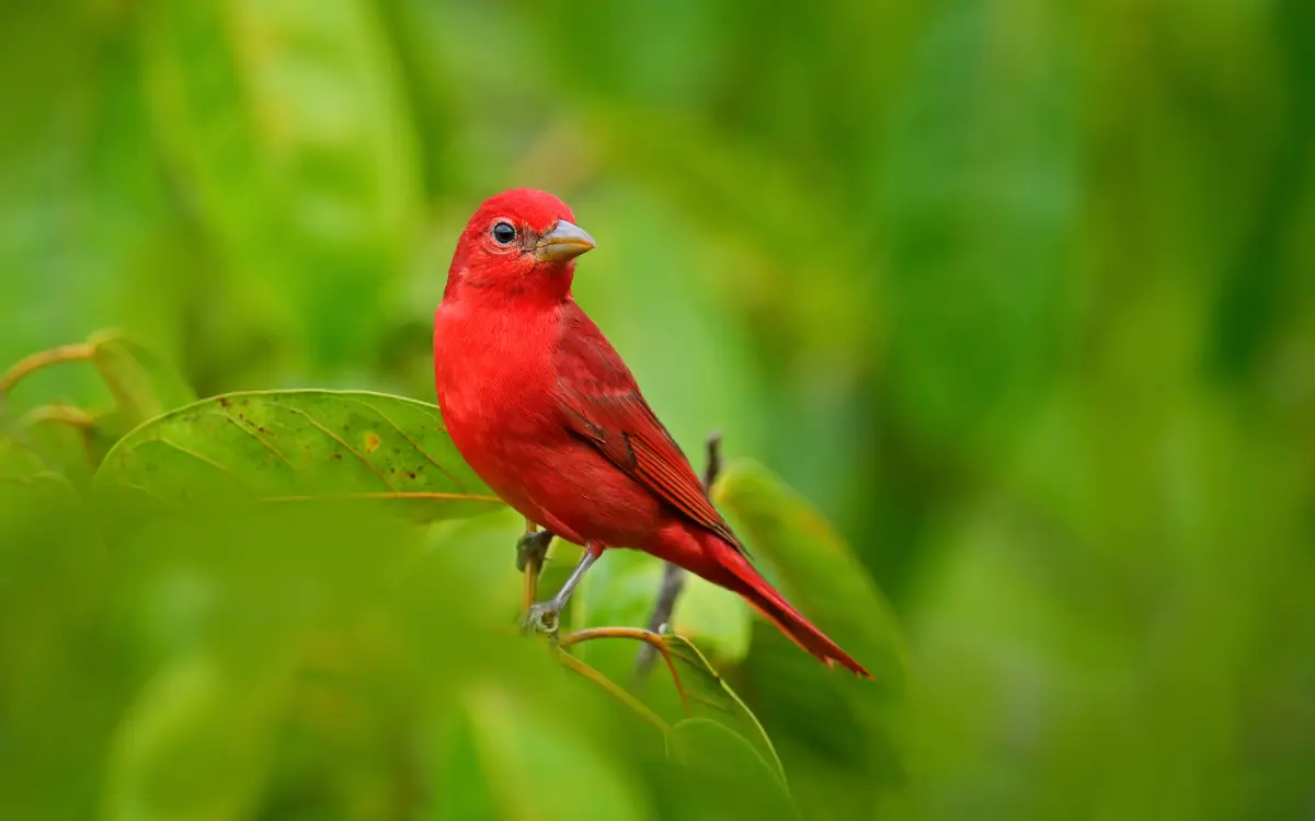 Summer Tanager
