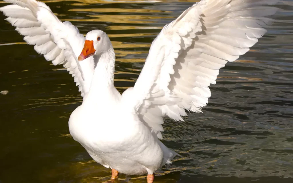 Swan-Goose