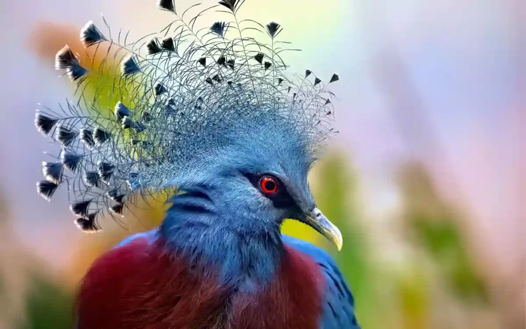 Victoria-Crowned-Pigeon