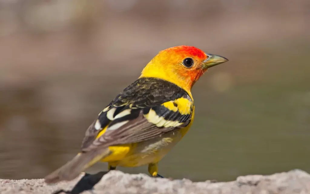Western-Tanager tree