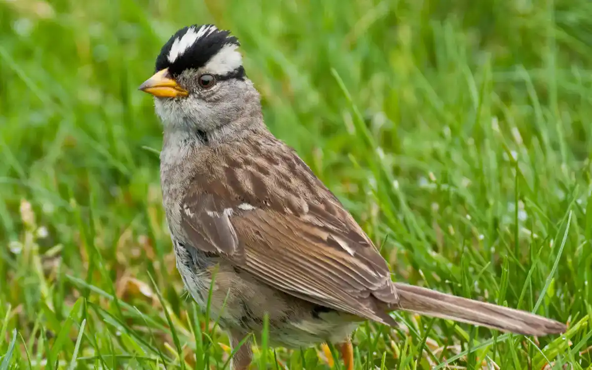 White-crowned Sparrow