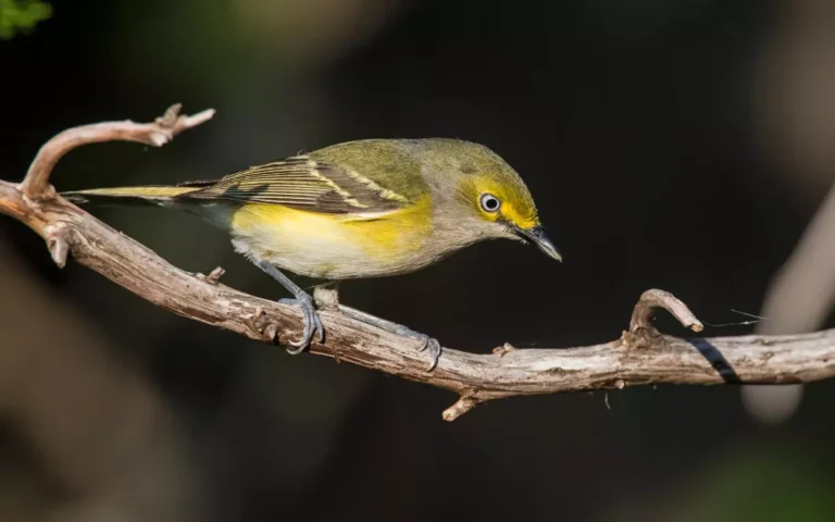 9 Most Cutest Tiny Birds In Florida