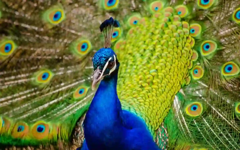 25 Facts About Peacocks You Should know