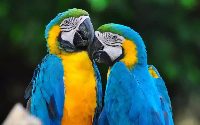 25 Macaw Facts You Should Know (Picture,Call guides)