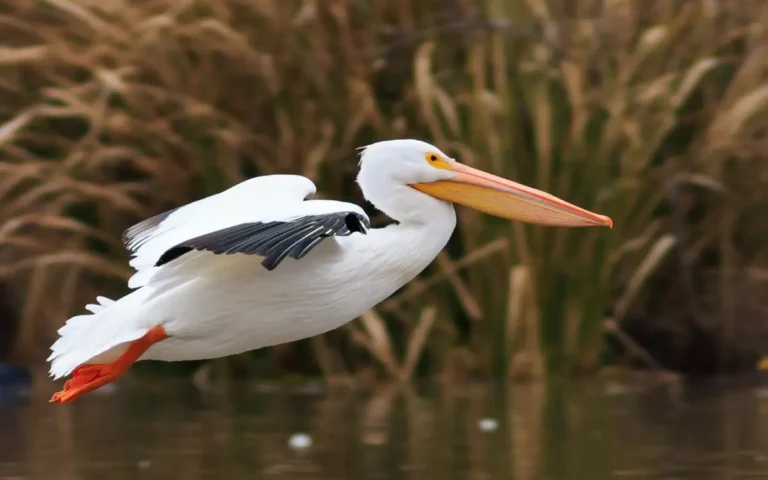 15 Largest birds in Wyoming with Bold Look 