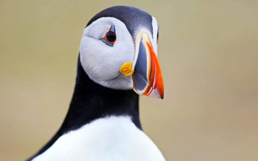 20 Birds That Start With A Birdserenity
