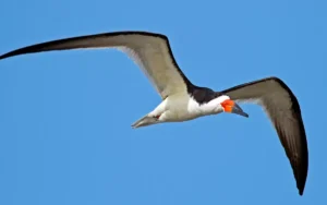 Black-Skimmer-