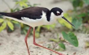 Black-necked-Stilt