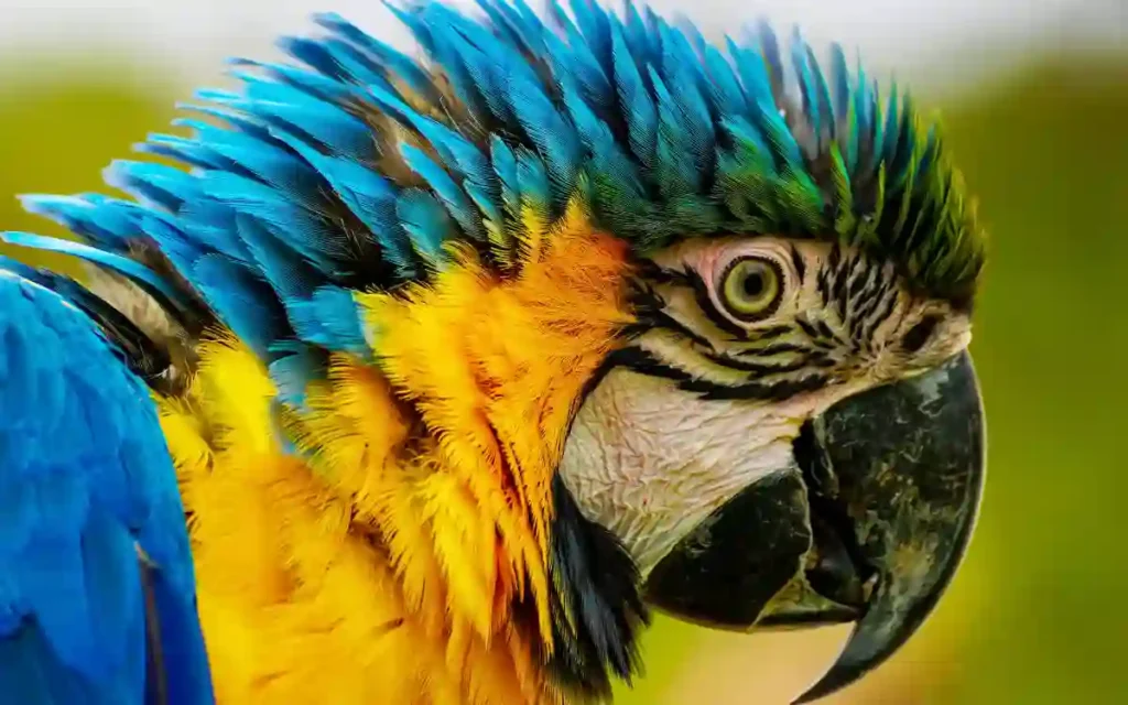  Blue-and-yellow Macaw