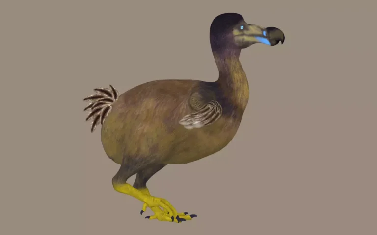 Dodo Bird Facts What History Didn't Tell You!