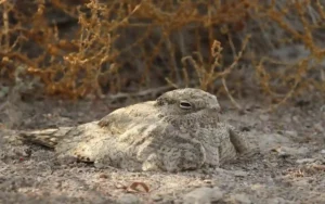 Egyptian-Nightjar