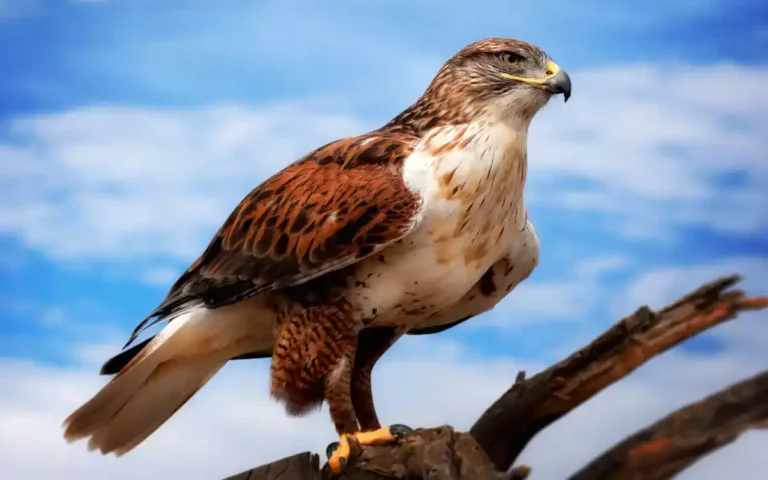 10 Majestic Hawks of Wyoming: Must-See Aerial Wonders