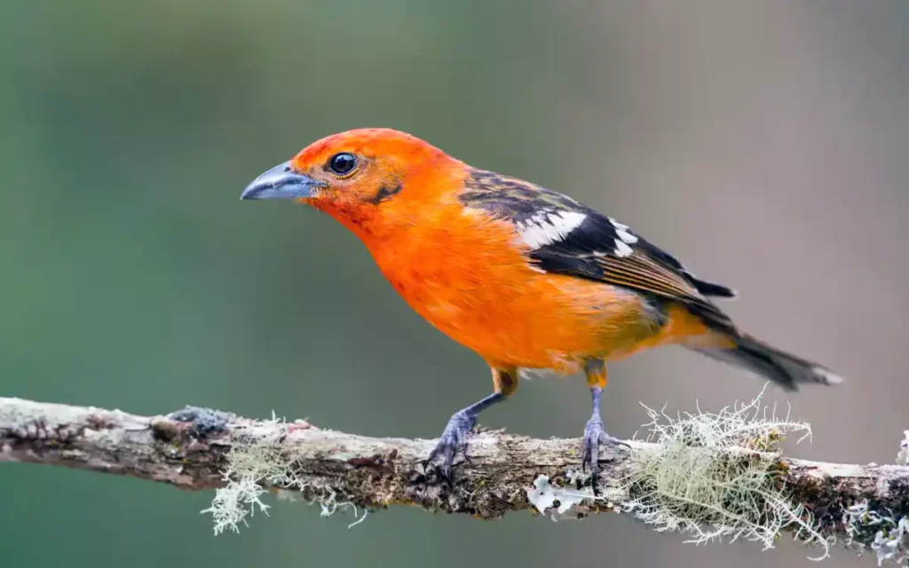 Flame-colored Tanager 