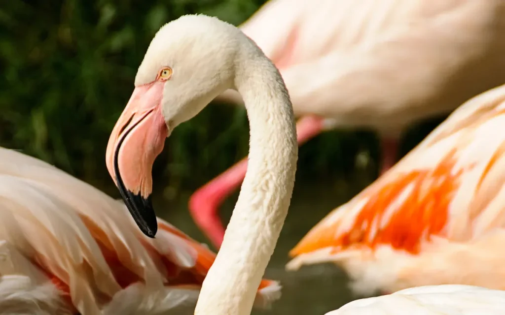 Greater-Flamingo