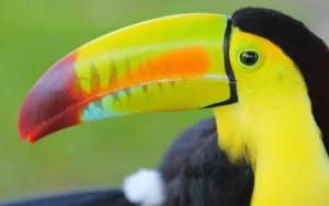 Keel-billed-Toucan