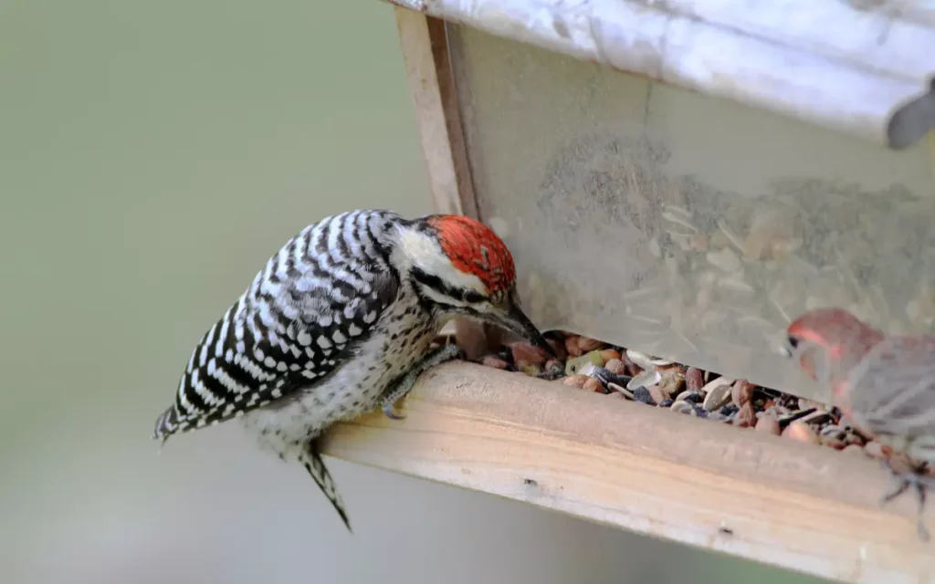  Ladder-backed Woodpecker