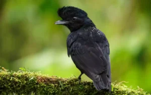 Long-Wattled-Umbrellabird