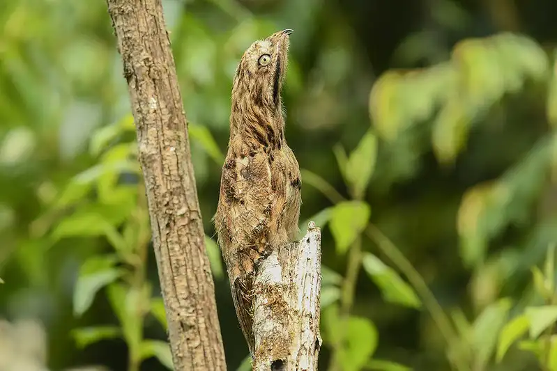  Long-tailed Potoo