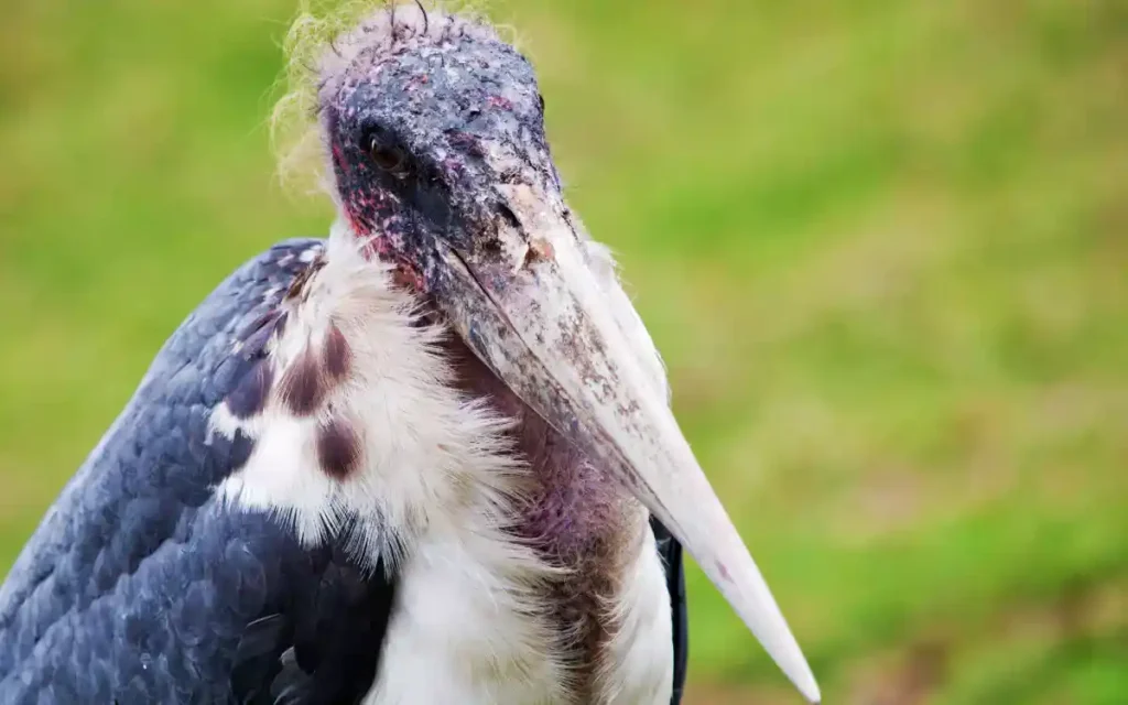 Marabou-Stork