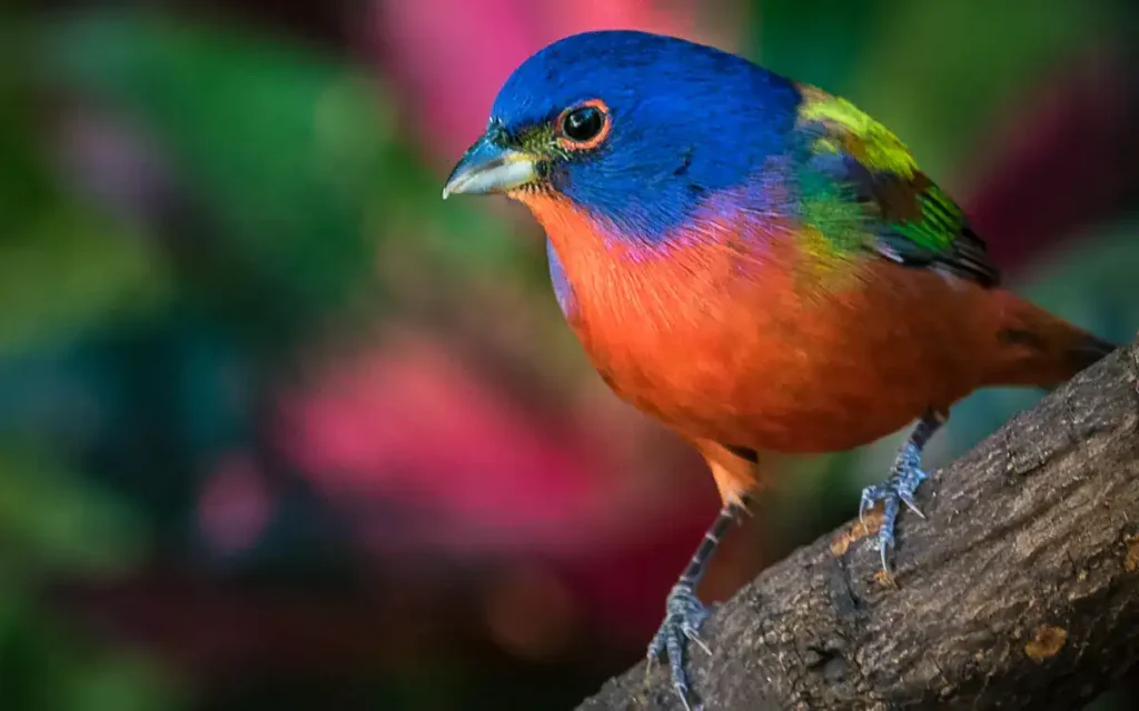 Painted-Bunting