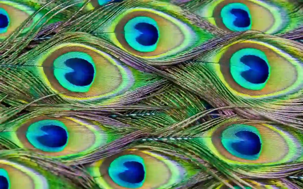 Peacocks feathers 