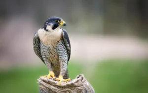 Peregrine Falcon