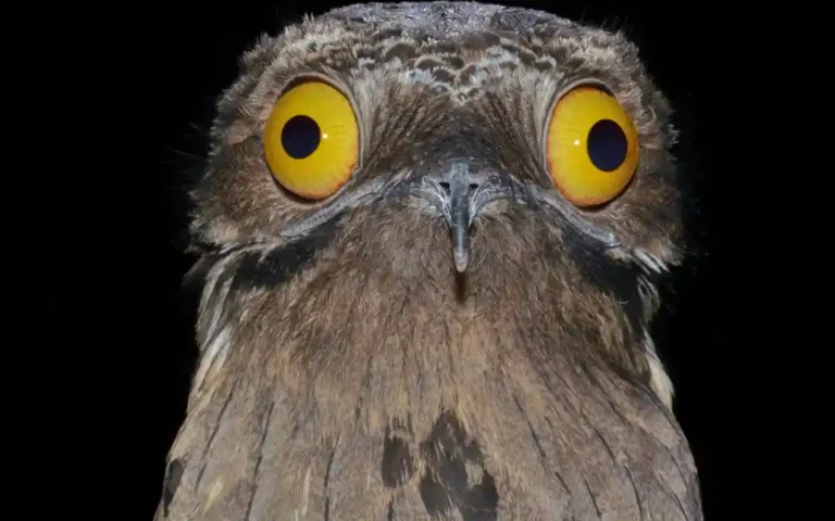 Potoo Bird Facts All You Need To Know