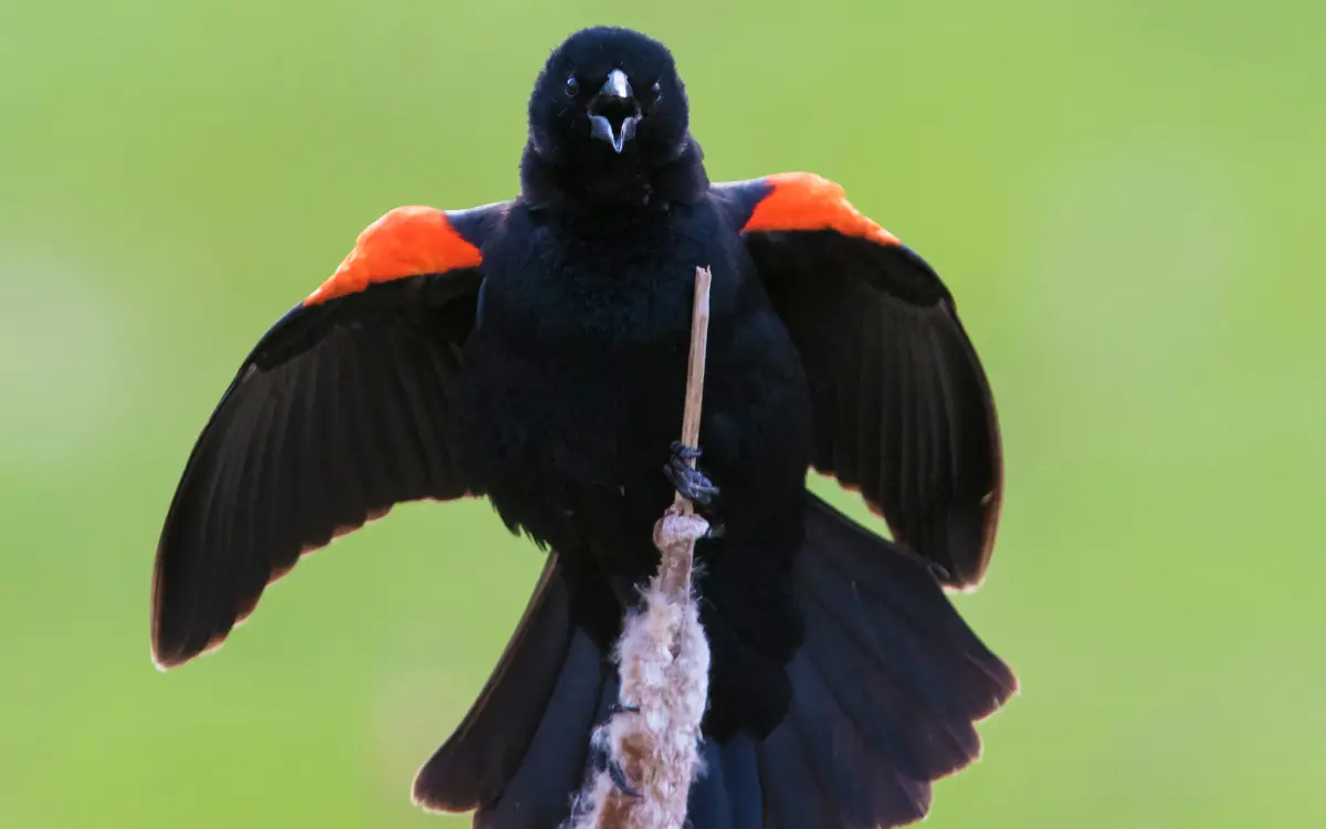 Red-Winged-Blackbird