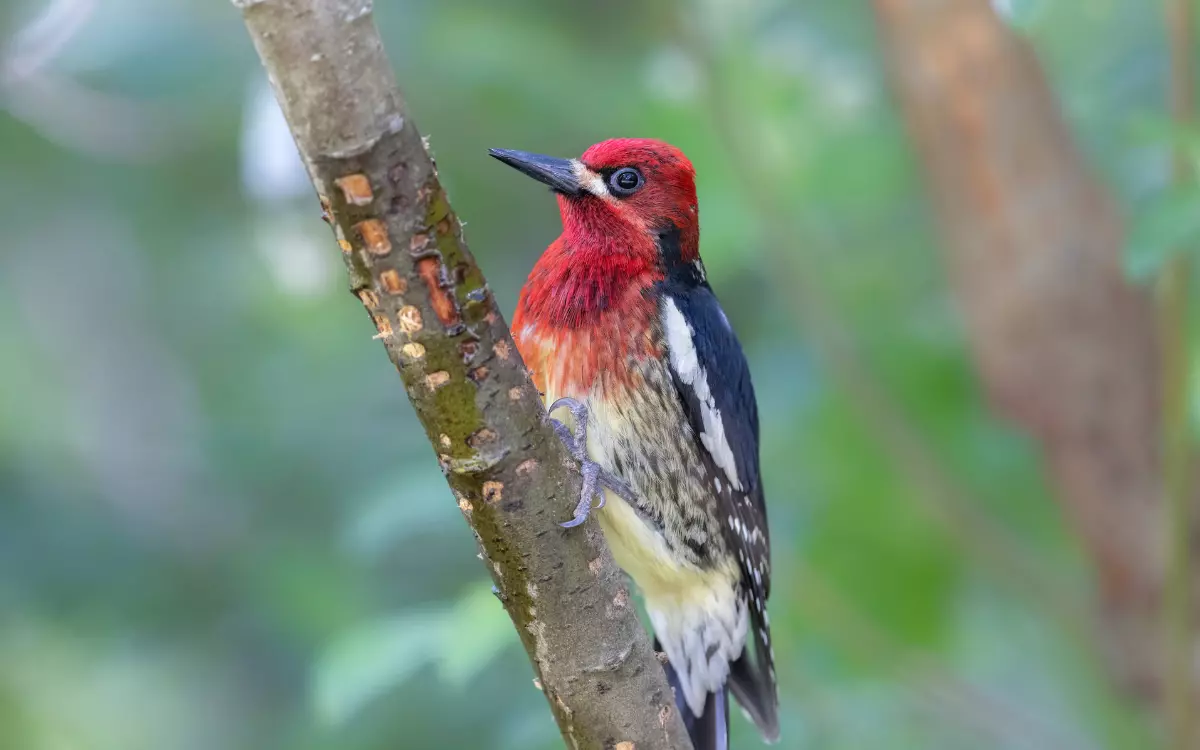 Red-breasted-Sapsucker