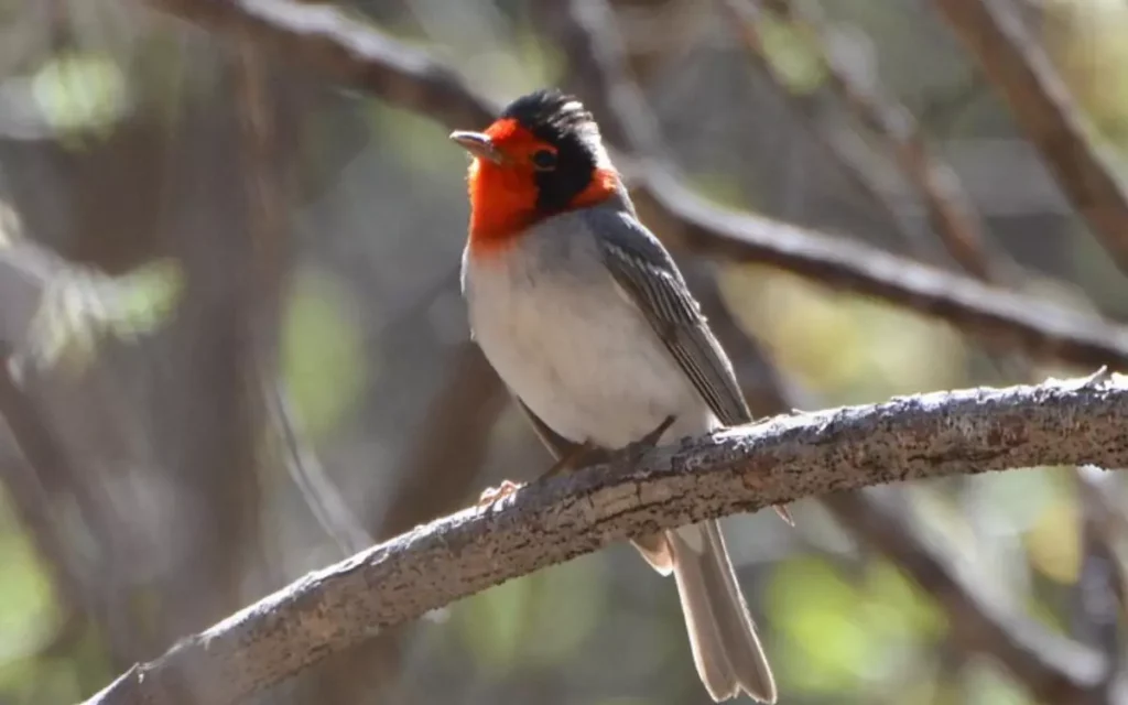 Red-faced warbler 