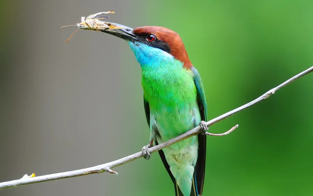 Red-throated Bee-eater catch a insect