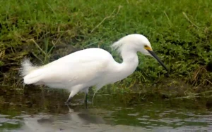 Snowy-Egret