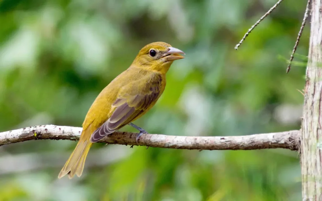Summer Tanager Female
