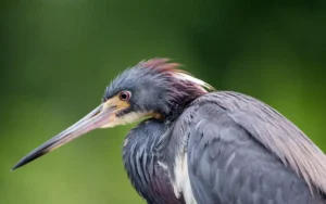 Tricolored Heron