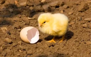 What Bird Lays Pink Eggs