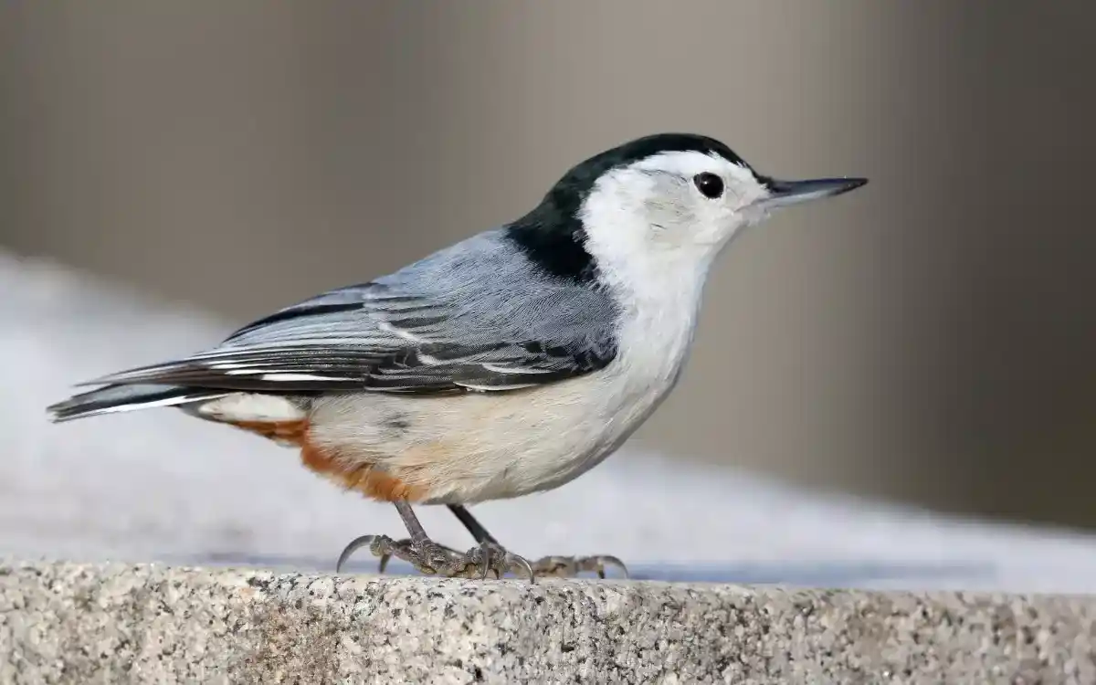 White-breasted Nuthatch